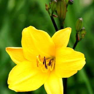 Taglilie 'Corky' (Hemerocallis x cult.)