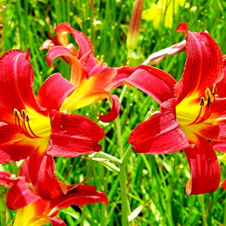 Taglilie 'Crimson Glory' (Hemerocallis x cult.)