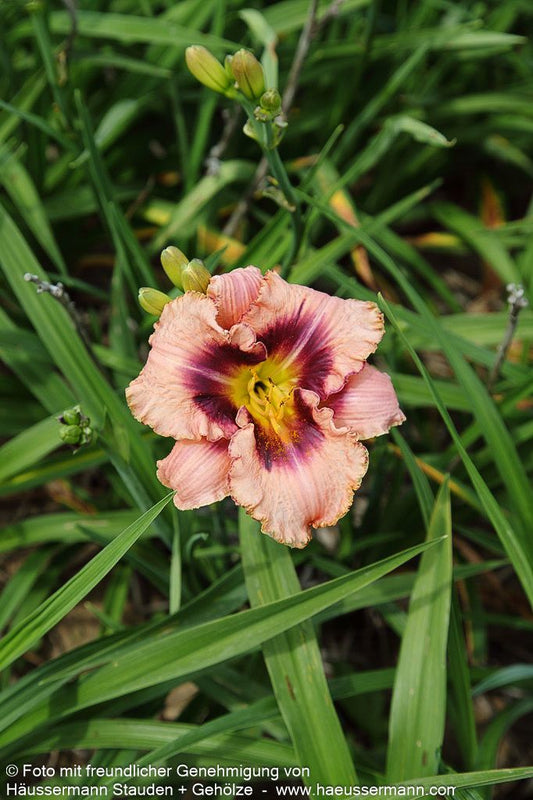 Taglilie 'Daring Deception' (Hemerocallis x cult.)