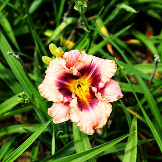 Taglilie 'Daring Deception' (Hemerocallis x cult.)