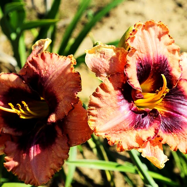 Taglilie 'Daring Deception' (Hemerocallis x cult.)
