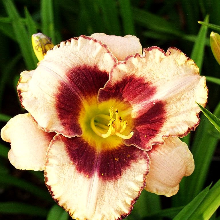 Taglilie 'Daring Deception' (Hemerocallis x cult.)