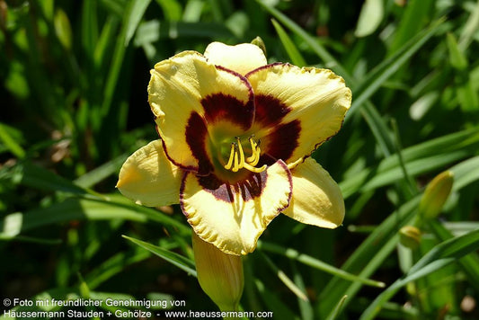 Taglilie 'El Desperado' (Hemerocallis x cult.)