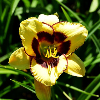 Taglilie 'El Desperado' (Hemerocallis x cult.)