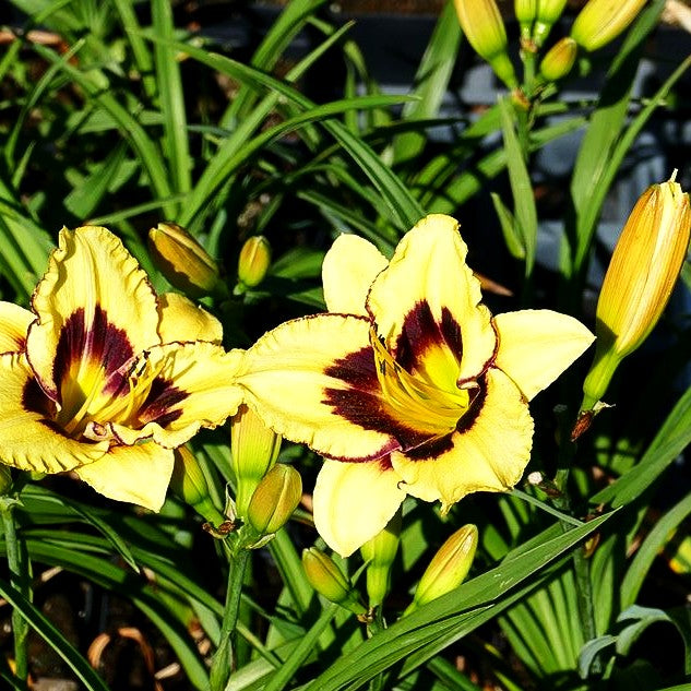 Taglilie 'El Desperado' (Hemerocallis x cult.)