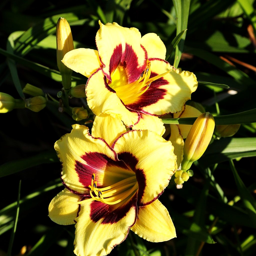 Taglilie 'El Desperado' (Hemerocallis x cult.)