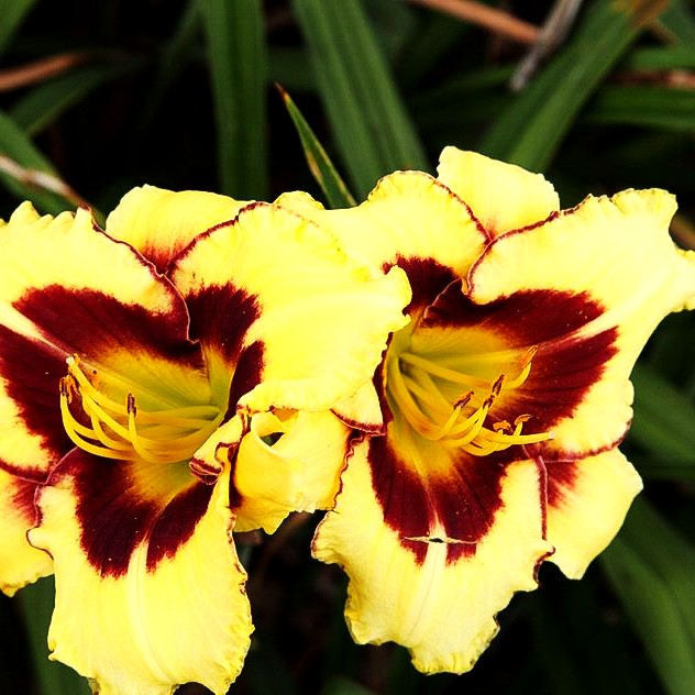 Taglilie 'El Desperado' (Hemerocallis x cult.)