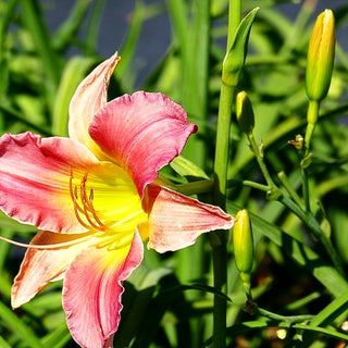 Taglilie 'Final Touch' (Hemerocallis x cult.)