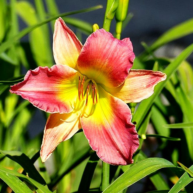 Taglilie 'Final Touch' (Hemerocallis x cult.)