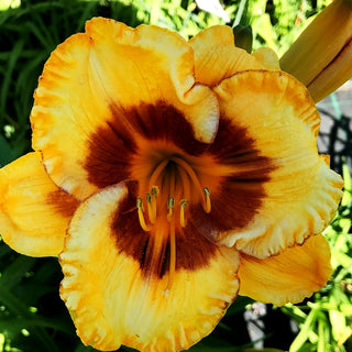 Taglilie 'Fooled Me' (Hemerocallis x cult.)