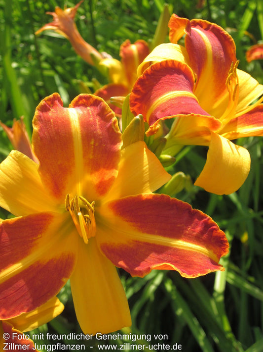 Taglilie 'Frans Hals' (Hemerocallis x cult.)