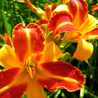 Taglilie 'Frans Hals' (Hemerocallis x cult.)