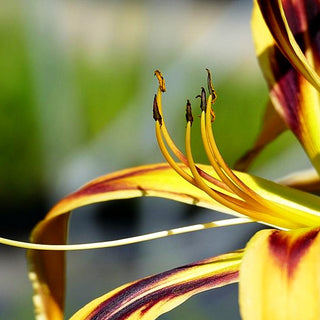 Taglilie 'Free Wheelin' (Hemerocallis x cult.)