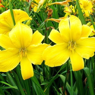 Taglilie 'Full Reward' (Hemerocallis x cult.)