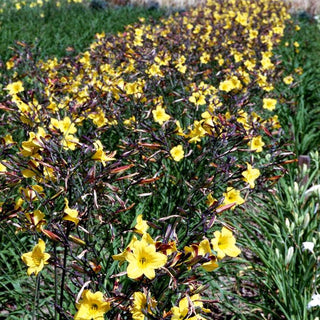 Taglilie 'Golden Chimes' (Hemerocallis x cult.)