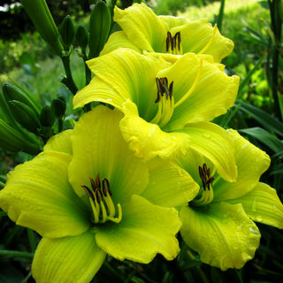 Taglilie 'Green Flutter' (Hemerocallis x cult.)