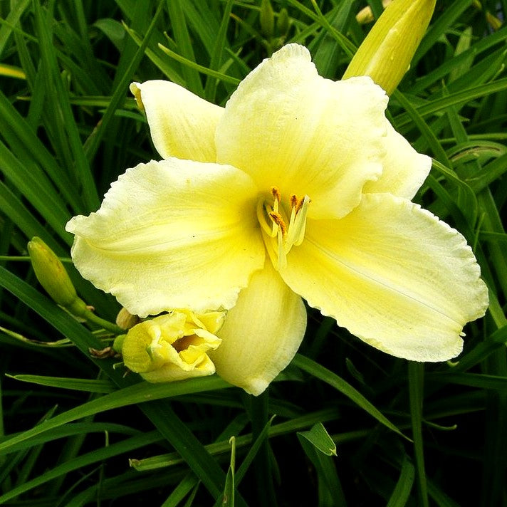 Taglilie 'Green Flutter' (Hemerocallis x cult.)