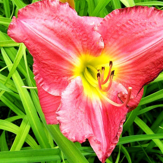 Taglilie 'Gypsy Rose' (Hemerocallis x cult.)