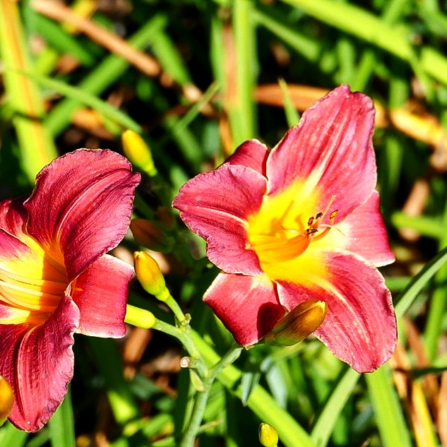Taglilie 'Half Pint' (Hemerocallis x cult.)
