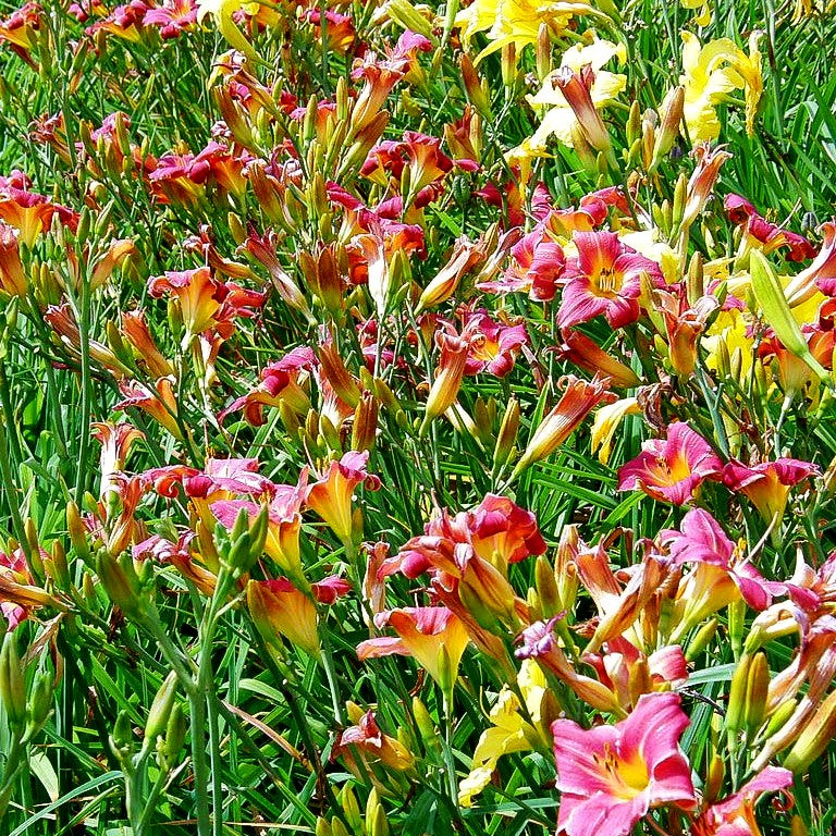Taglilie 'Half Pint' (Hemerocallis x cult.)