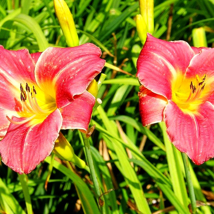 Taglilie 'Half Pint' (Hemerocallis x cult.)