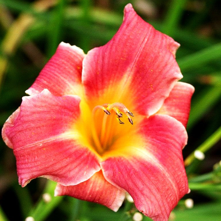 Taglilie 'Half Pint' (Hemerocallis x cult.)