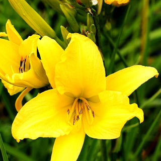 Taglilie 'Hyperion' (Hemerocallis x cult.)