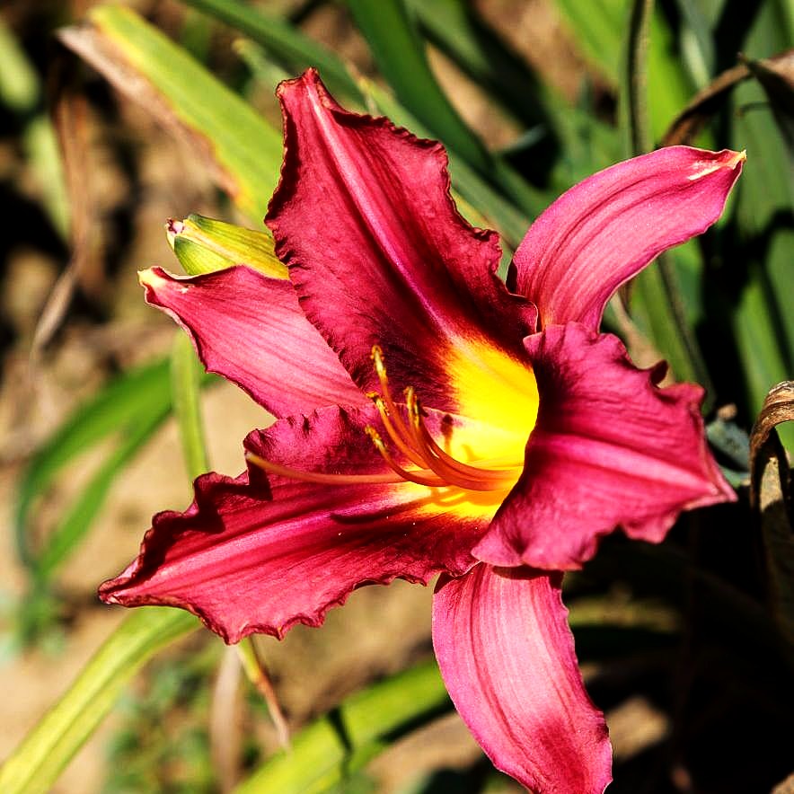 Taglilie 'Lavender Deal' (Hemerocallis x cult.)