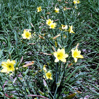 Taglilie 'Lemon Bells' (Hemerocallis x cult.)