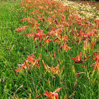 Taglilie 'Loud Acclaim' (Hemerocallis x cult.)