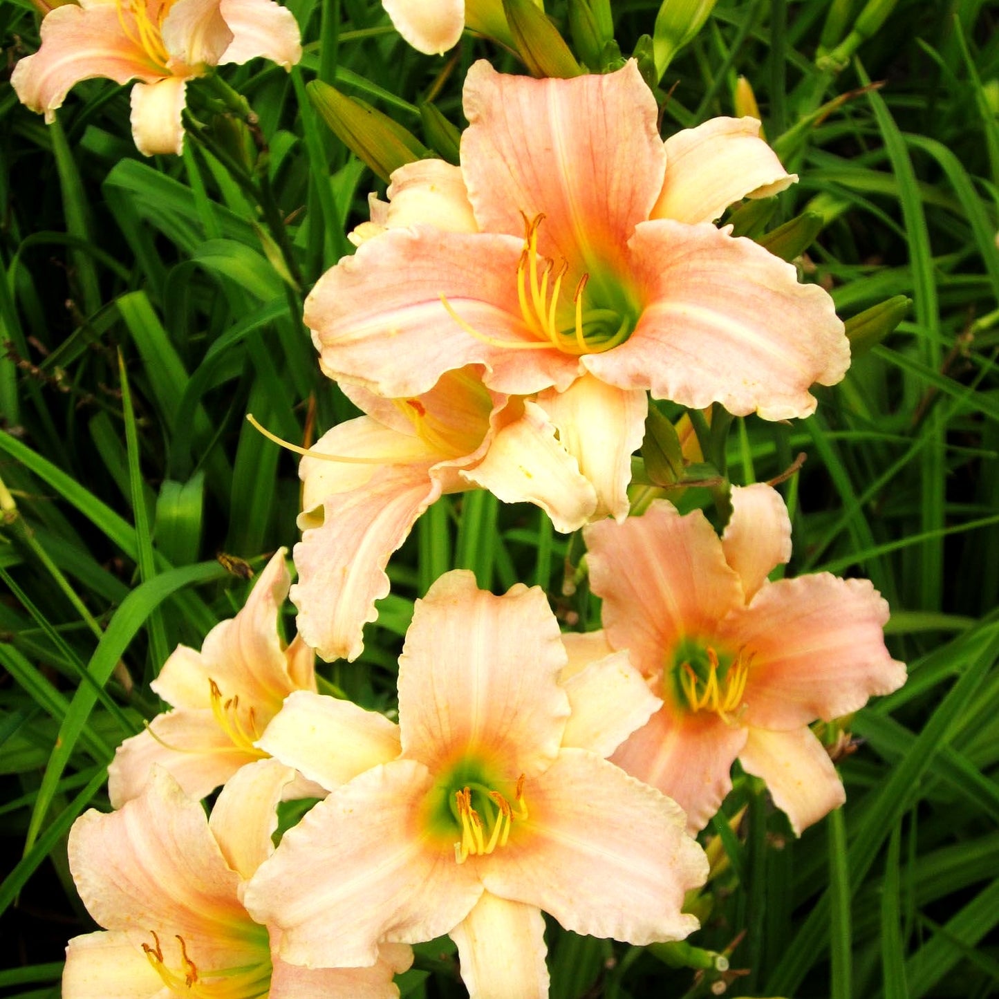 Taglilie 'Luxury Lace' (Hemerocallis x cult.)