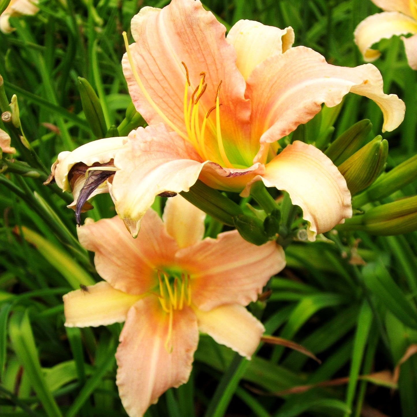 Taglilie 'Luxury Lace' (Hemerocallis x cult.)