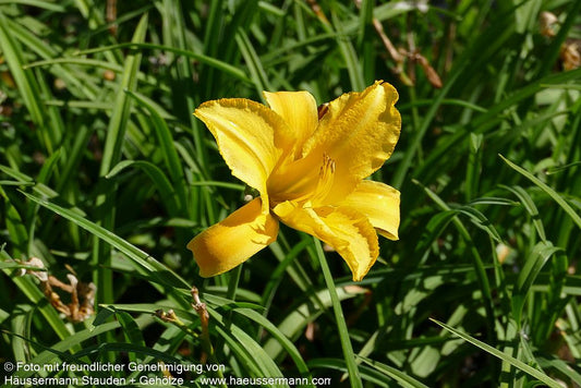 Taglilie 'Mary Todd' (Hemerocallis x cult.)