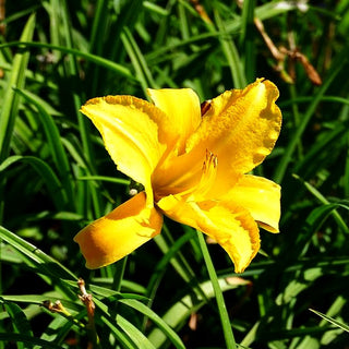 Taglilie 'Mary Todd' (Hemerocallis x cult.)