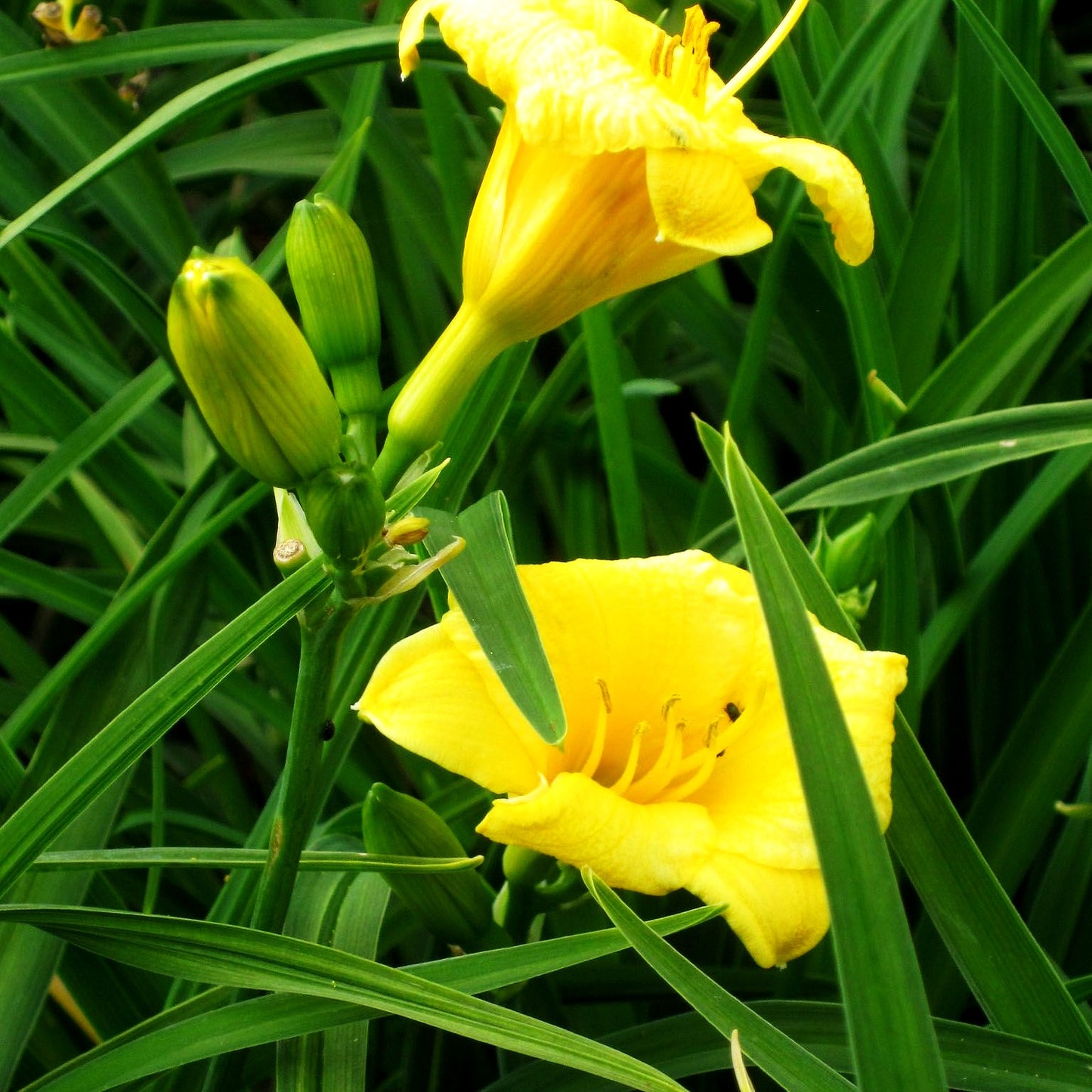 Taglilie 'Mini Stella' (Hemerocallis x cult.)