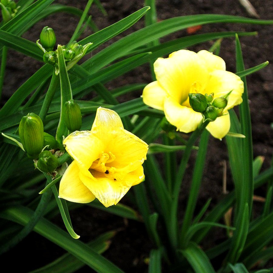Taglilie 'Mini Stella' (Hemerocallis x cult.)