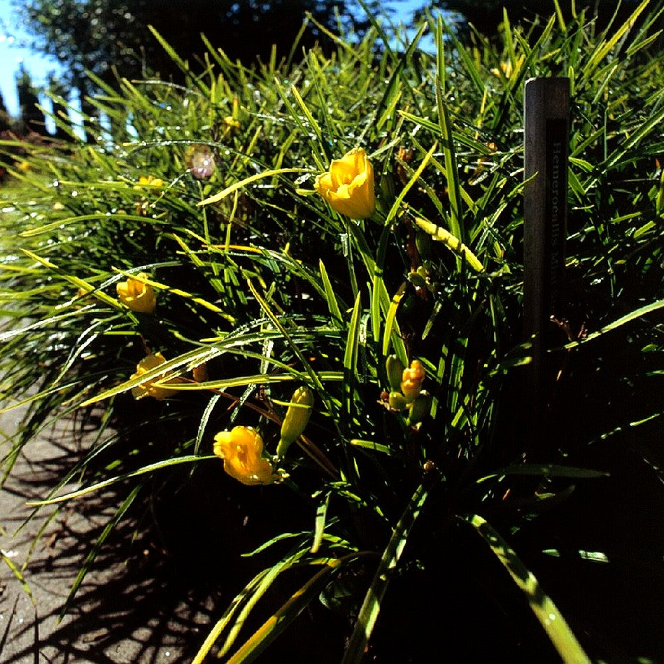 Taglilie 'Mini Stella' (Hemerocallis x cult.)