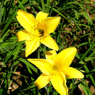 Taglilie 'Molokai' (Hemerocallis x cult.)