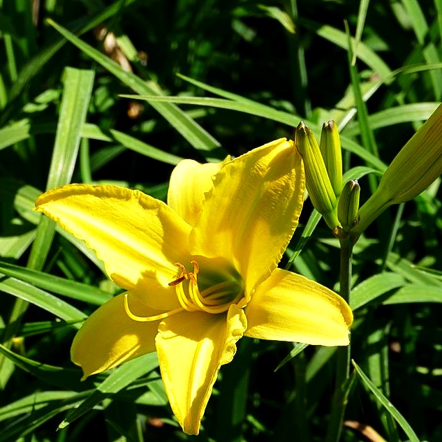 Taglilie 'Molokai' (Hemerocallis x cult.)