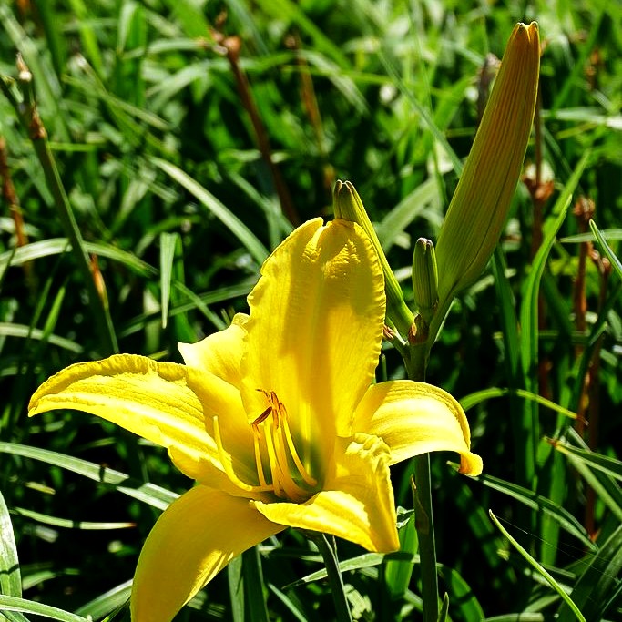 Taglilie 'Molokai' (Hemerocallis x cult.)