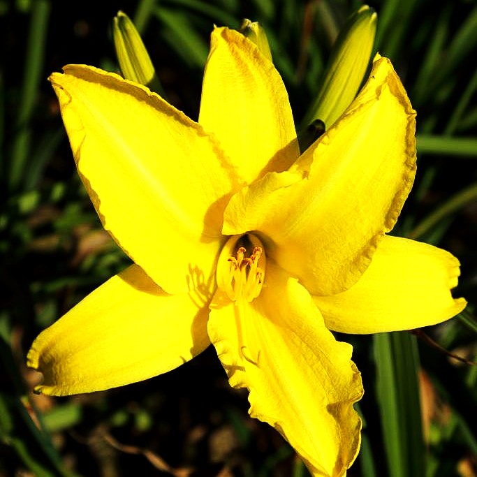 Taglilie 'Molokai' (Hemerocallis x cult.)