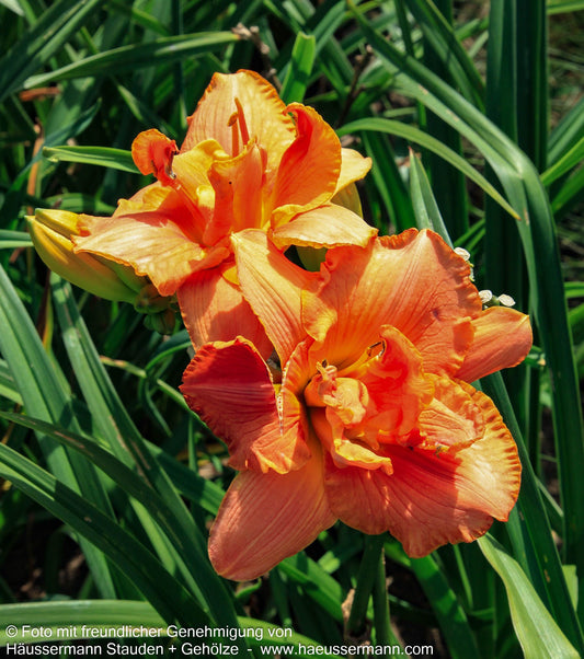 Taglilie 'My Reggae Tiger' (Hemerocallis x cult.)