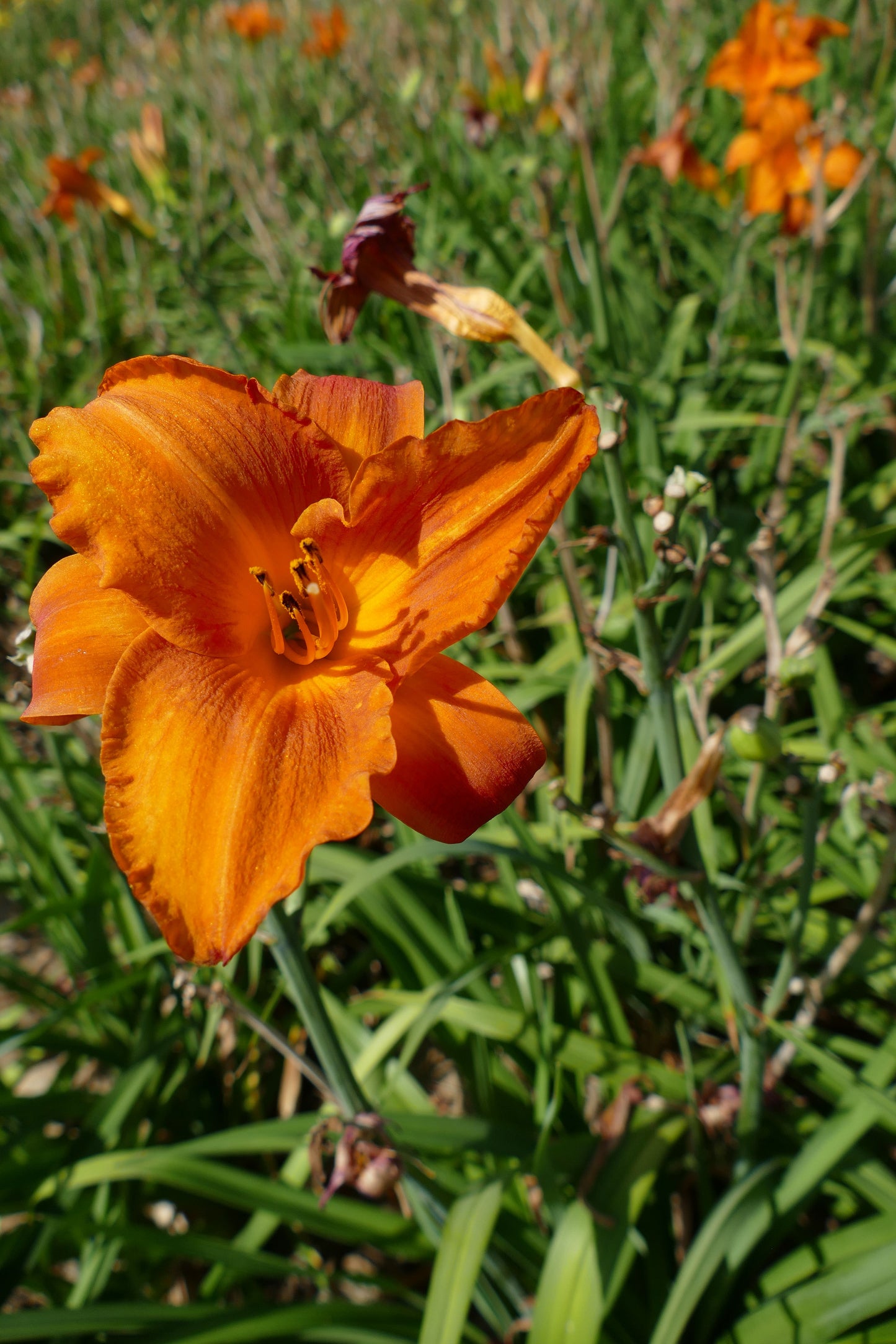 Taglilie 'My Reggae Tiger' (Hemerocallis x cult.)