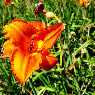 Taglilie 'My Reggae Tiger' (Hemerocallis x cult.)