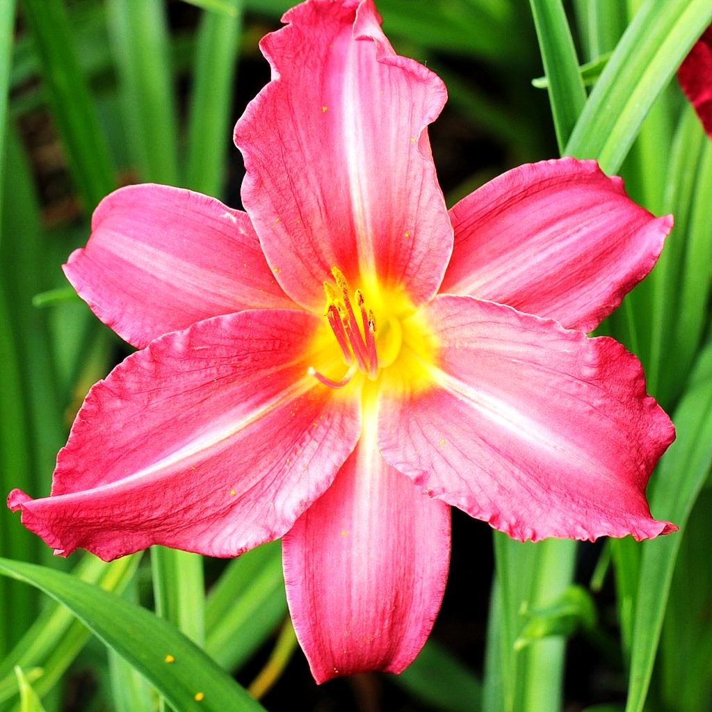 Taglilie 'New Note' (Hemerocallis x cult.)