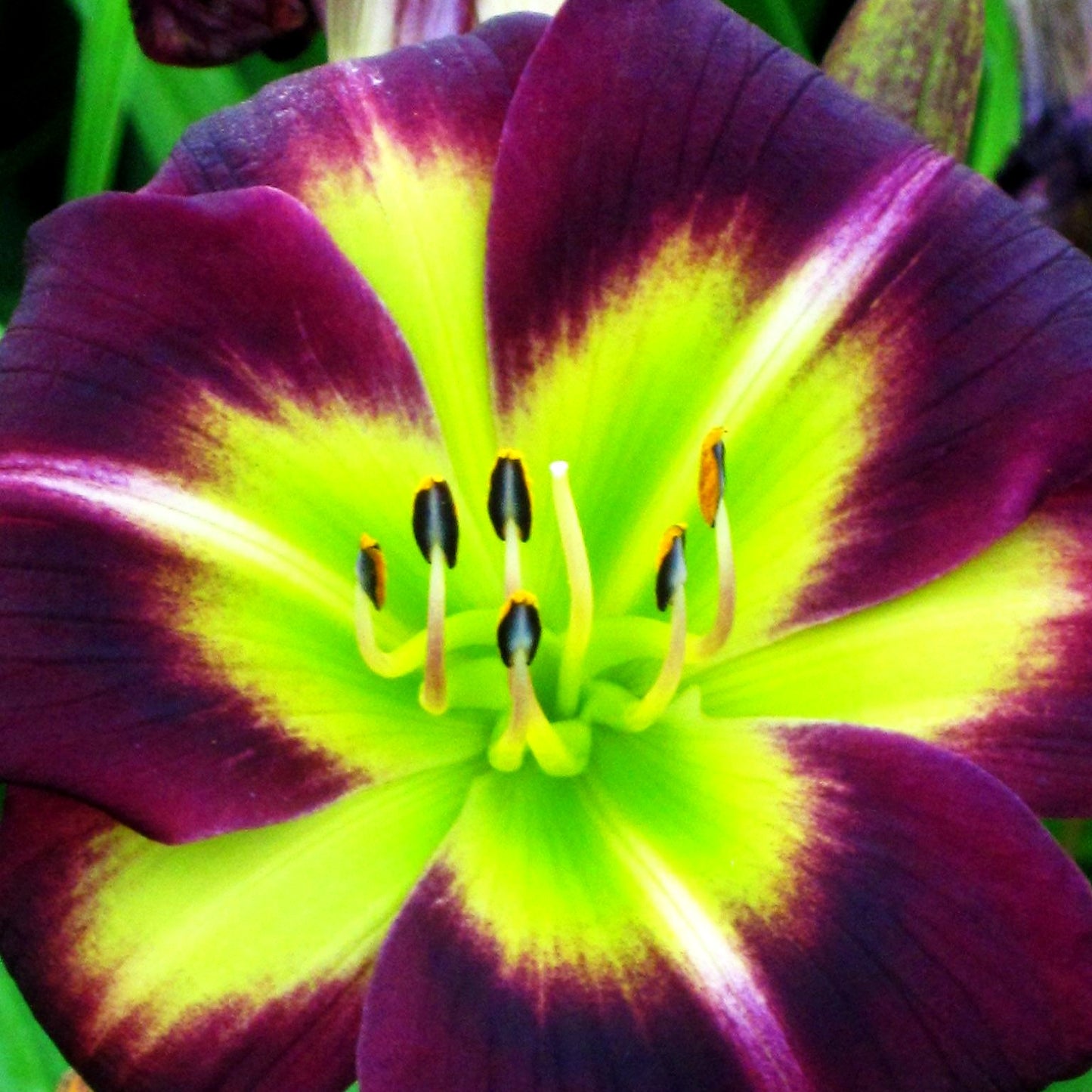 Taglilie 'Night Beacon' (Hemerocallis x cult.)