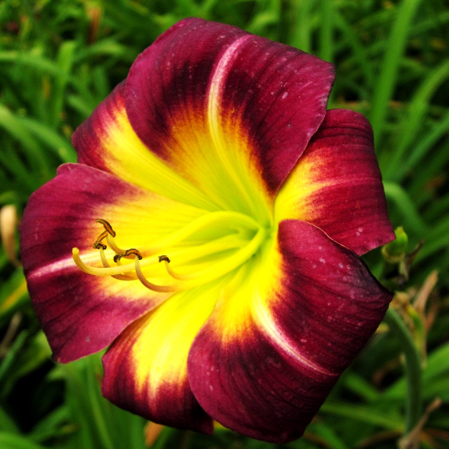 Taglilie 'Night Beacon' (Hemerocallis x cult.)