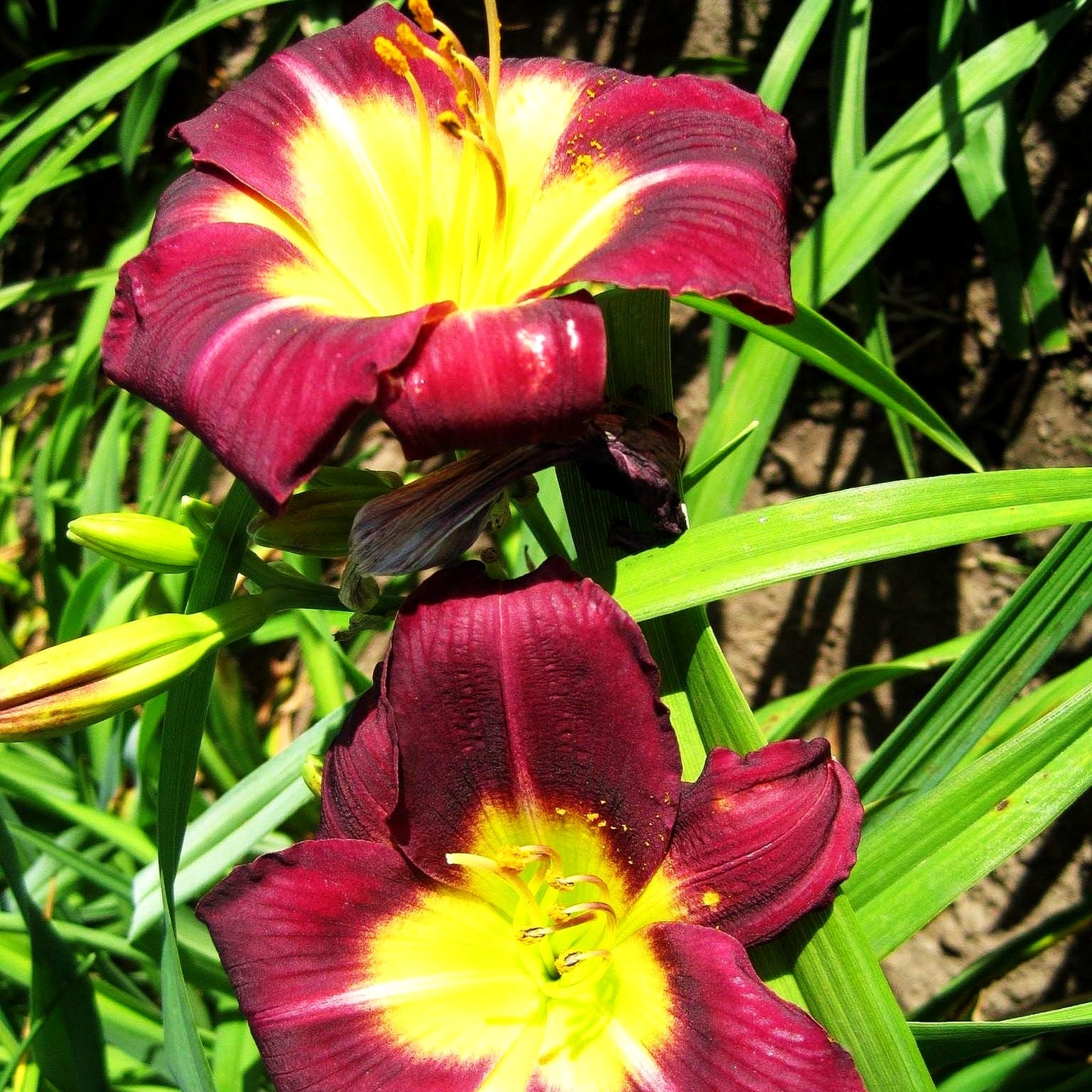 Taglilie 'Night Beacon' (Hemerocallis x cult.)