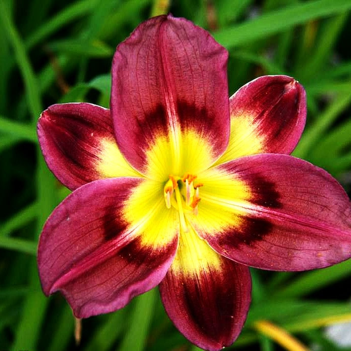 Taglilie 'Night Beacon' (Hemerocallis x cult.)