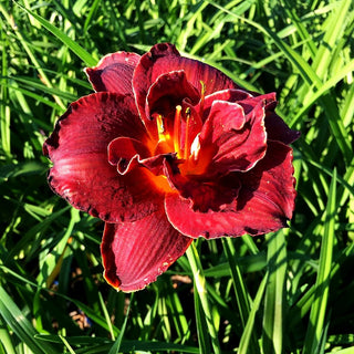 Taglilie 'Night Embers' (Hemerocallis x cult.)